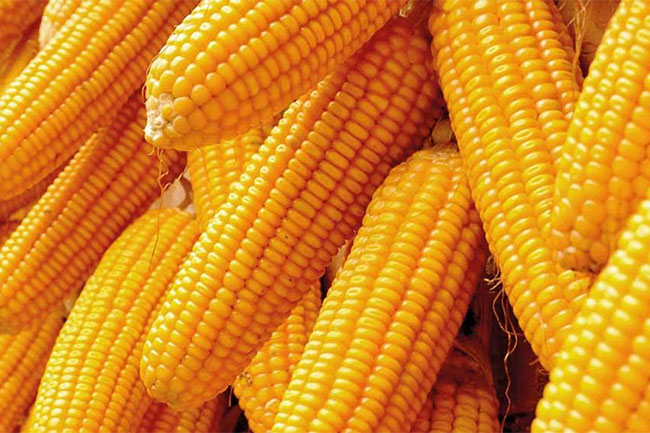 Special commodity levy on maize increased to Rs. 50 per kg