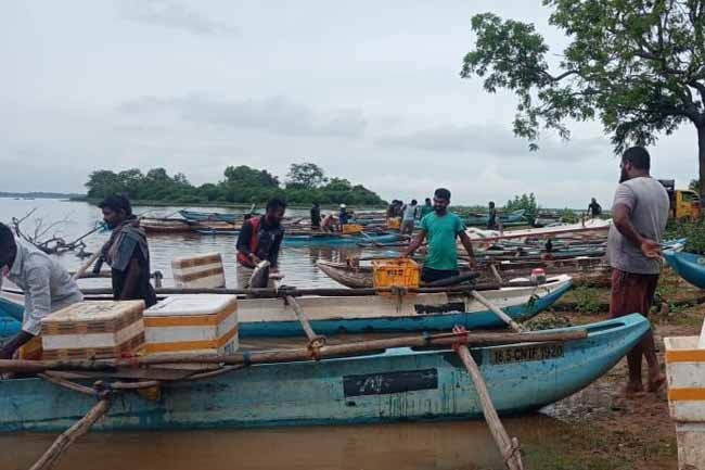Udawalawa Reservoir sees massive 35,000 kg fish harvest following heavy rains