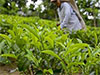 Additional fertilizer relief announced for small-scale tea plantation owners 