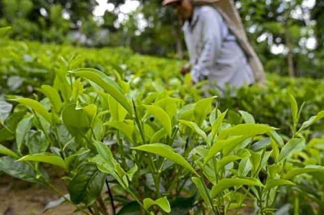 Additional fertilizer relief announced for small-scale tea plantation owners 
