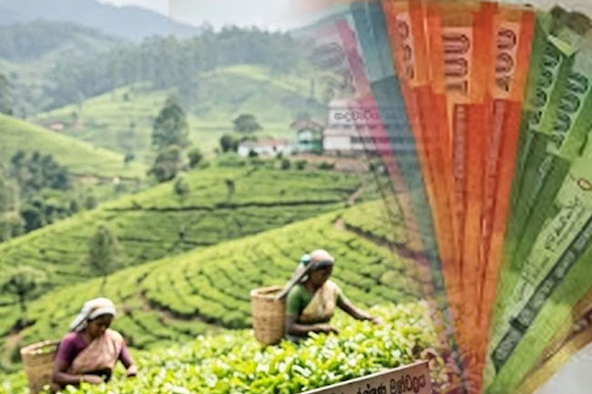 New pension scheme proposed for tea estate and factory employees