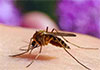 68 filariasis cases reported in Sri Lanka last year 