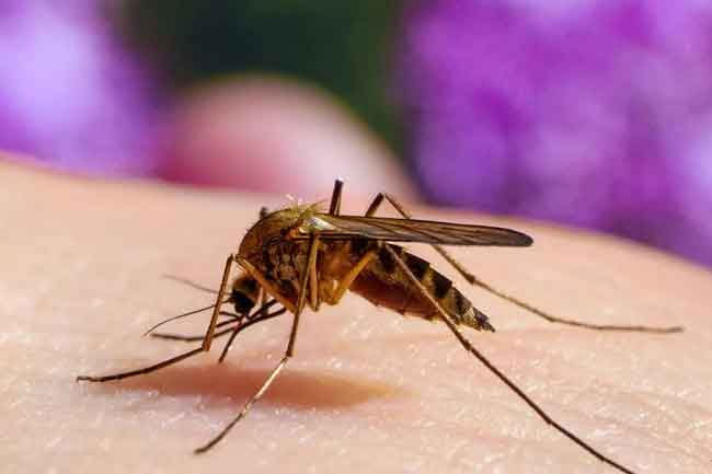 68 filariasis cases reported in Sri Lanka last year 