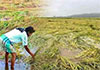 Govt. to provide compensation for weather-damaged crops through Agrarian Insurance Board