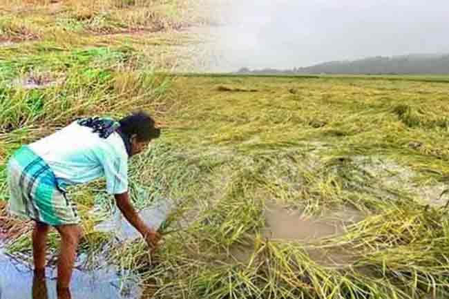 Govt. to provide compensation for weather-damaged crops through Agrarian Insurance Board