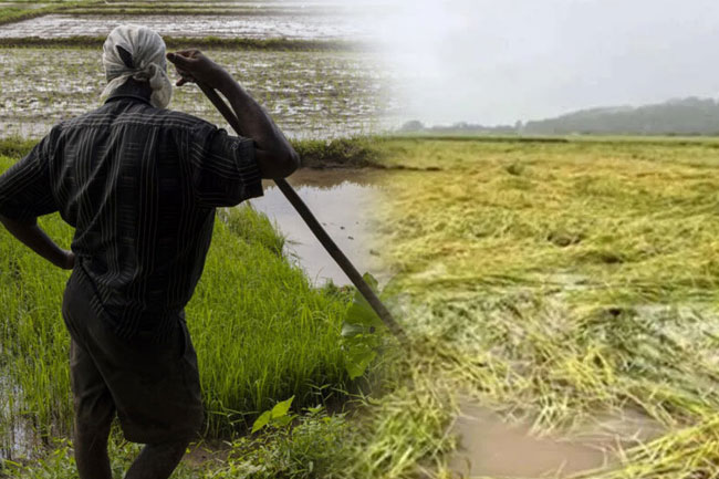 Farmers to receive compensation up to Rs 100,000 per hectare for crop damage from heavy rains