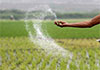 Cabinet approves purchase of additional 15,000 MT of urea fertilizer for Yala season