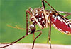 Sri Lanka reports nearly 30,000 dengue cases and 15 deaths so far in 2026 Sri Lanka reports nearly 30,000 dengue cases and 15 deaths so far in 2026