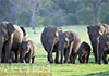 128 wild elephant deaths reported so far this year