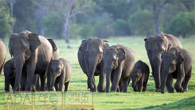 128 wild elephant deaths reported so far this year
