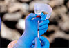 Ebola vaccine could take nine months as death toll rises further, WHO warns