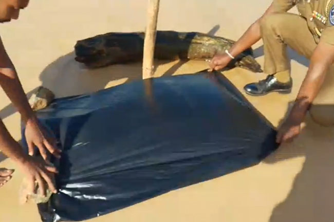 Severed human head washes ashore in Moragalla 